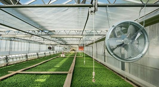 Hydroponic fans hanging in a greenhouse, circulating air over green plants in trays.