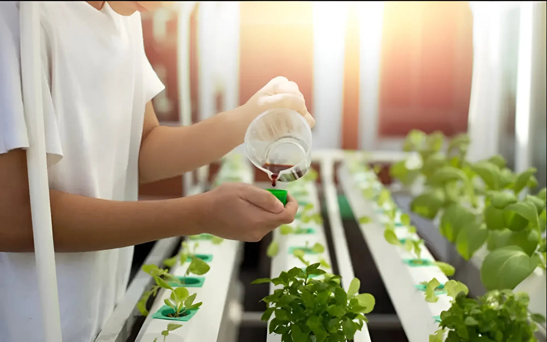 A person pours hydroponic nutrients into a container in a greenhouse with plants in white trays.