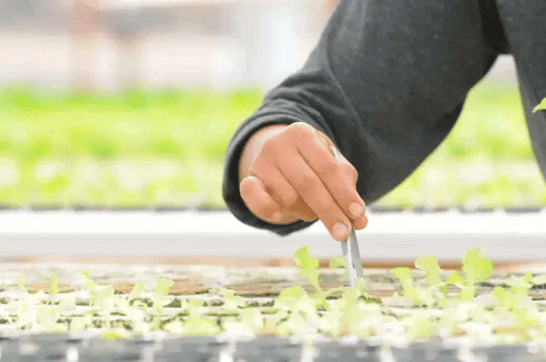 Applying hydroponic nutrients to young seedlings in a controlled growing environment.