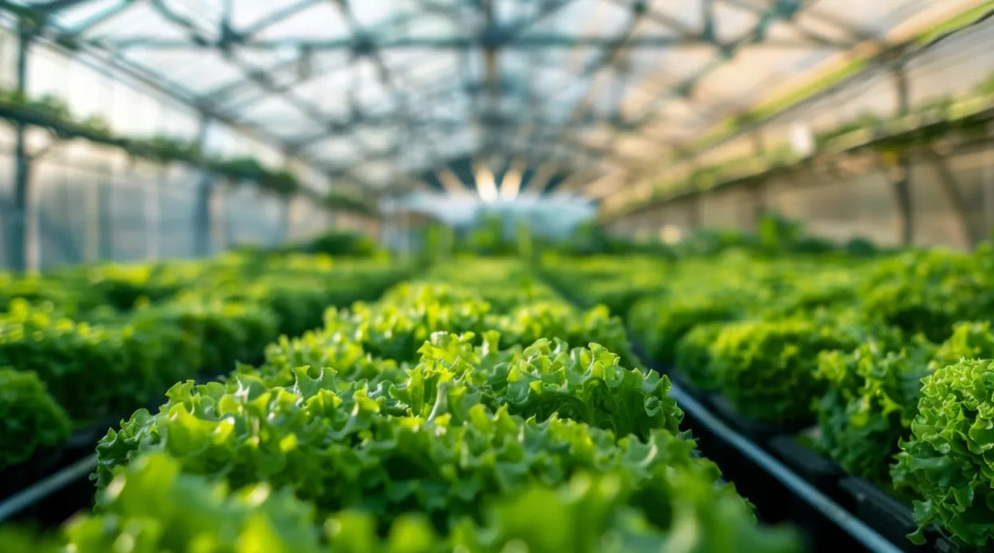 Lush green lettuce grows in a hydroponic nutrients system inside a greenhouse.