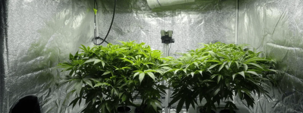 How Can You Set Up a Hydroponic Grow Tent for Beginners?